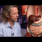 Gallbladder Supports Fat Digestion and Overall Digestive System FunctionGallbladder Supports Fat Digestion and Overall Digestive System Function