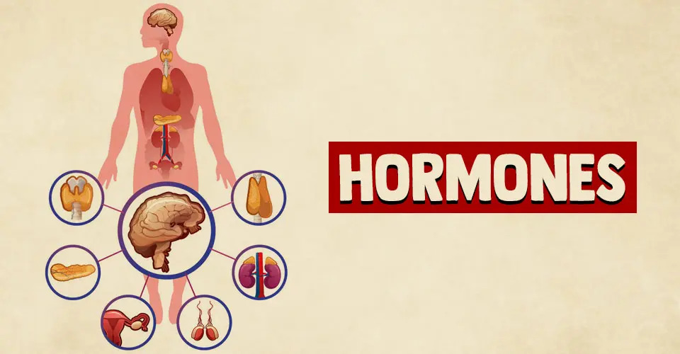 How Chronic Hormone Imbalances Can Impact Metabolism, Energy, and Overall Wellness
